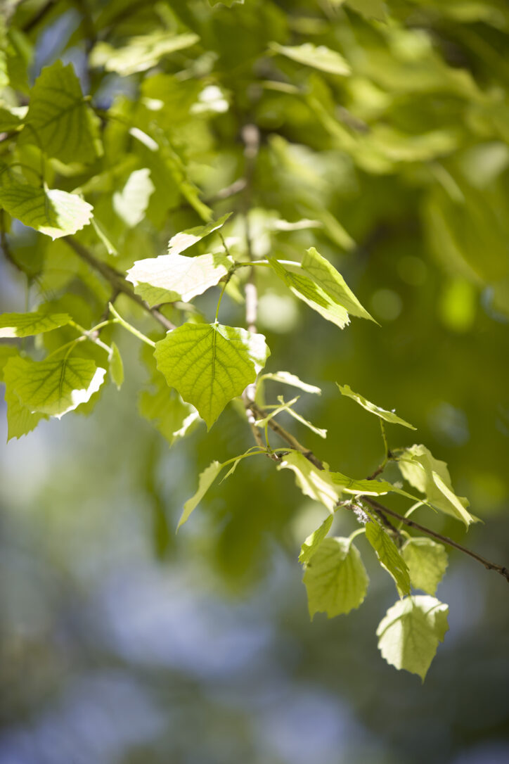 tree leaves