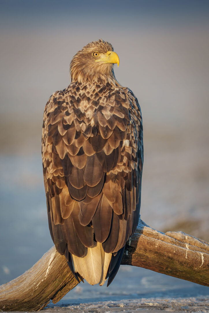 Birds of Prey, Science Trek