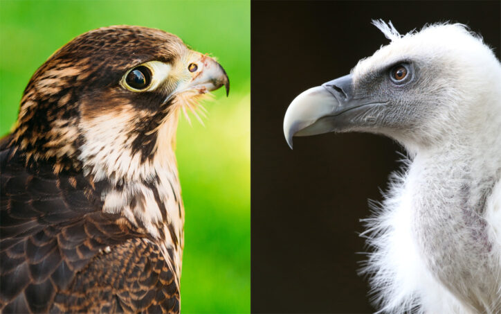 Birds of Prey, Science Trek