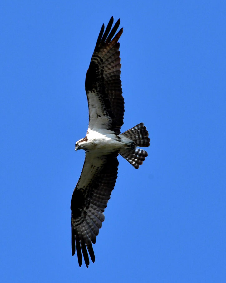 Birds of Prey, Science Trek