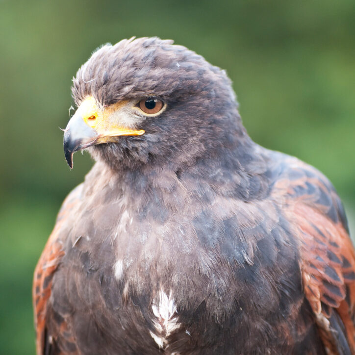 Raptor Power: Discover Birds of Prey - CuriOdyssey