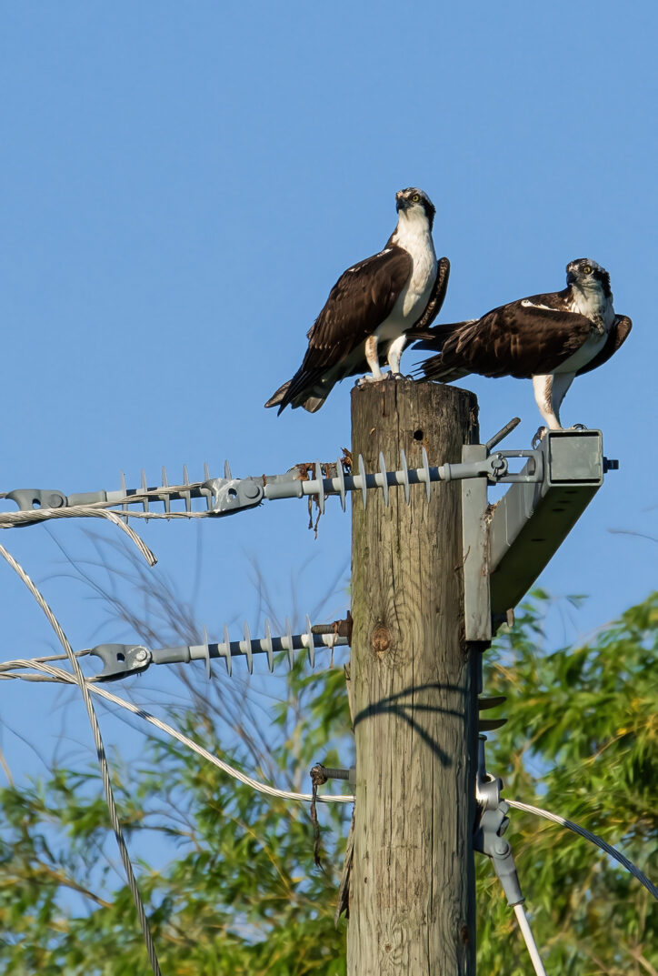 Raptors! A Guide to Minnesota's Birds of Prey - All Seasons Wild Bird Store