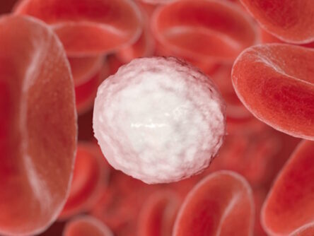 White Blood Cells in Blood Stream