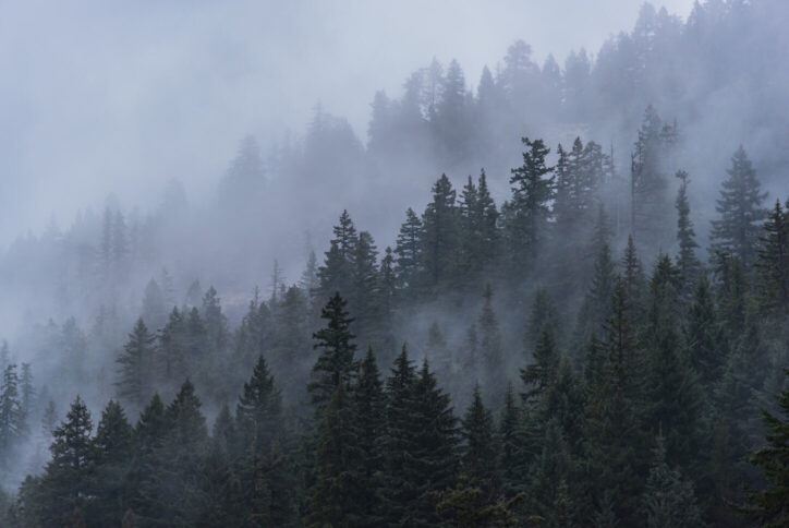 Foggy forest trees of the Pacific Northwest