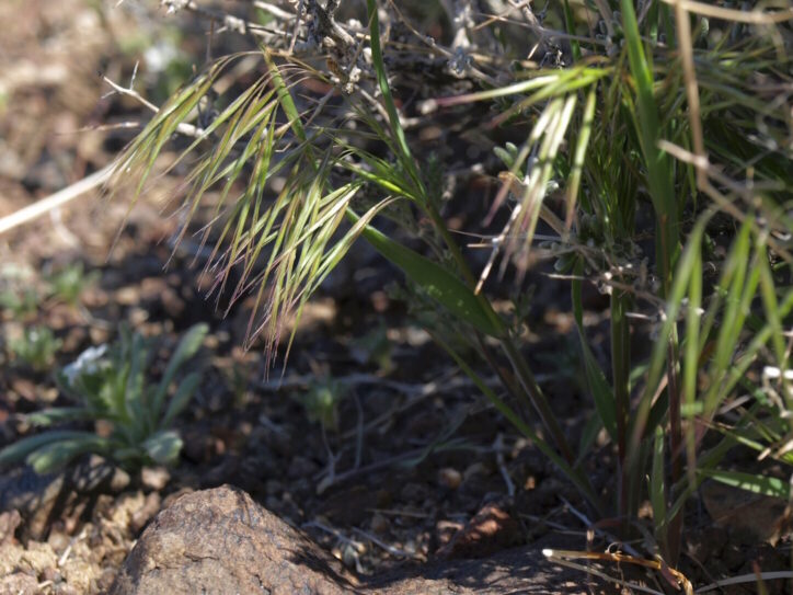 Cheatgrass, Bromus tectorum