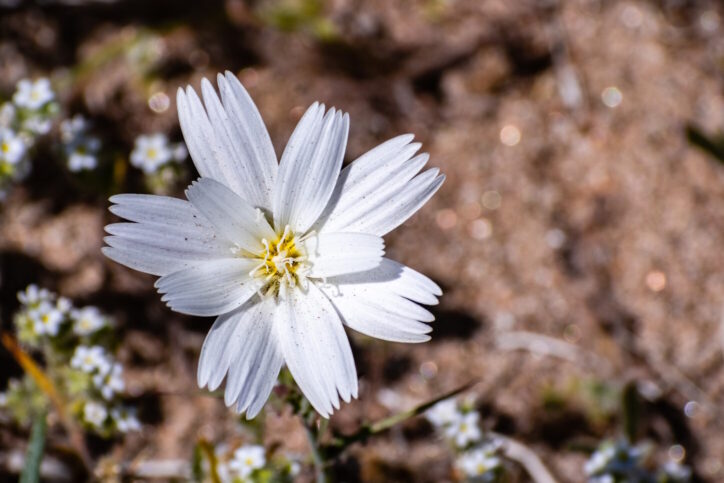 Desert Chicory wildflower