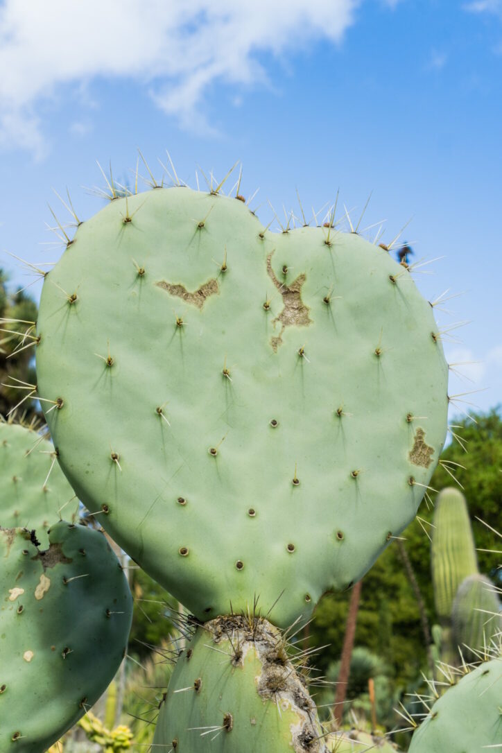 Heart shaped prickly pear cactus leaf