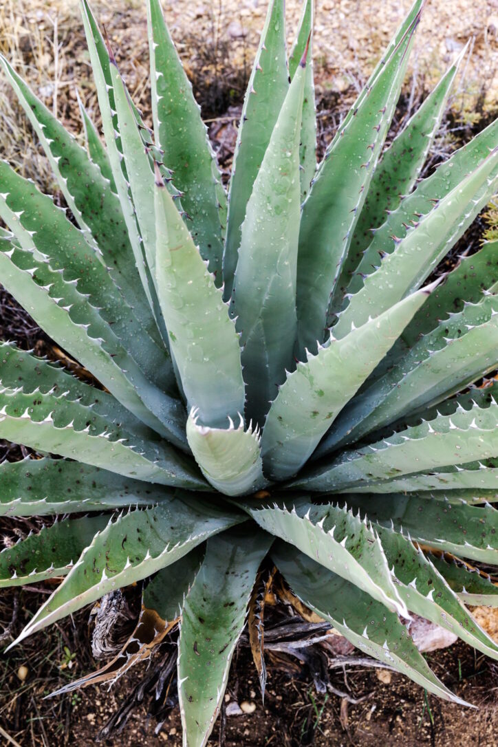 Tropical Aloe Plant At Desert Of Arizona, Upper View