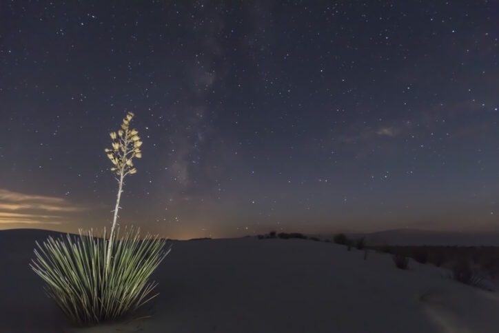 USA, New Mexico, Chihuahua Desert, White Sands National Monument, soap tree at night