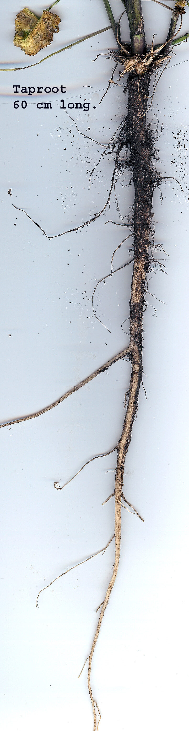 Photo example of a taproot