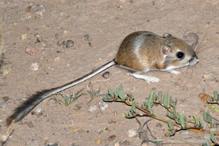 Kangaroo rat