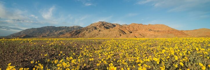 Ephemerals Death Valley