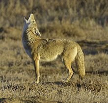 Coyote