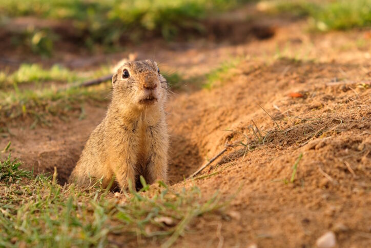 European ground squirrel standing in the field. Wildlife scene from nature