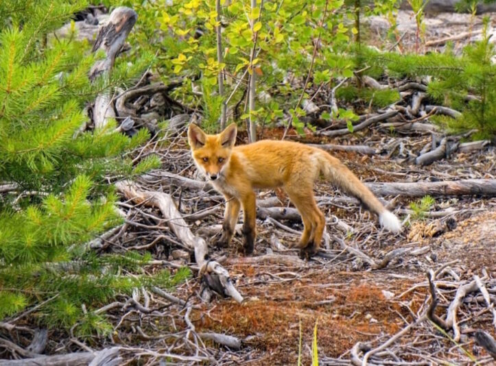 Little fox in Taiga forest. Wild animal.