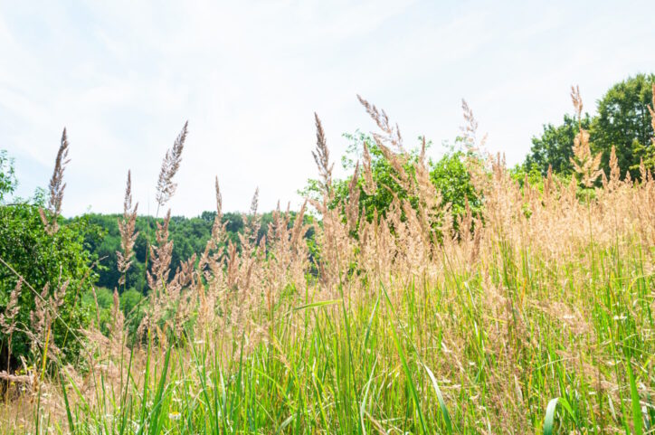 Photo of dry grass