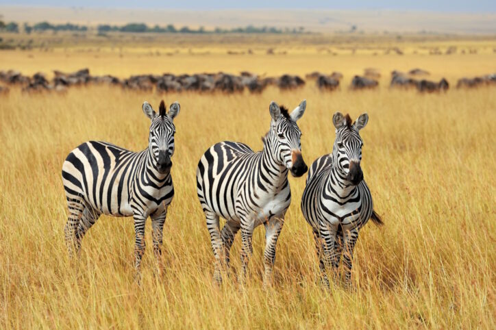 Zebra on grassland in Africa