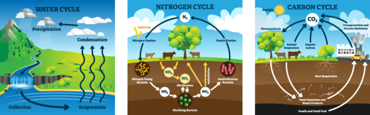 Diagrams of the water cycle, the nitrogen cycle, and the carbon cycle