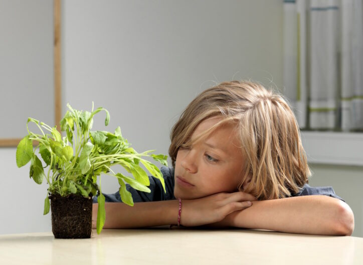 Boy studying plant