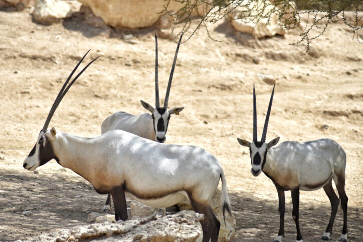 Endangered species regenerating in captivity. Arabian Oryx