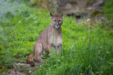 Adorable Florida panther in the lush greenery in its natural habitat