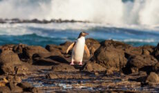 Adult NZ Yellow-eyed Penguin or Hoiho on shore