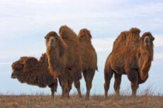 Bactrian camels (Camelus bactrianus)