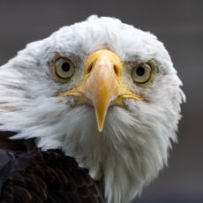 Closeup of a Bald Eagle bird