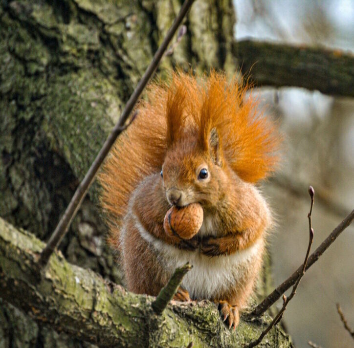 Brown Squirrel eating an acorn. Animal series.