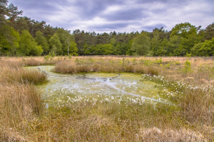 Fen in heathland habitat on forest edge