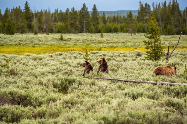 Grizzly bear in Yellowstone National Park