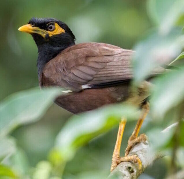 Indian myna and the natural habitat