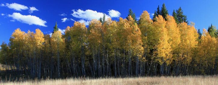 Aspen forest