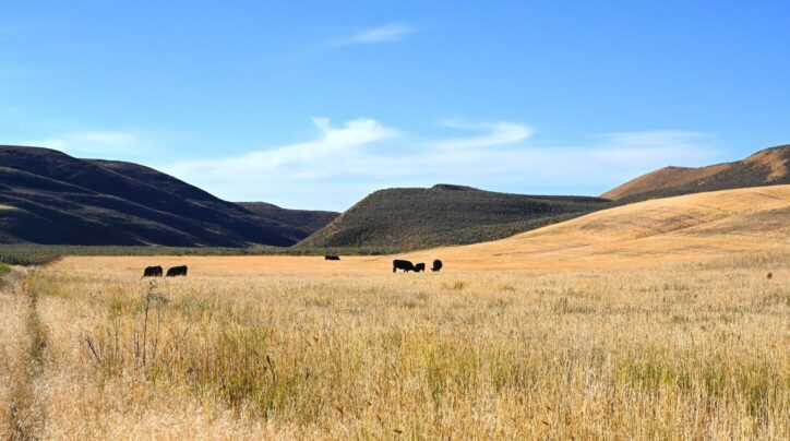 Curlew grasslands