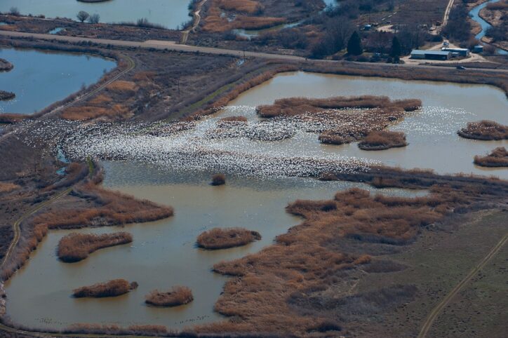 Fort Boise Wetlands