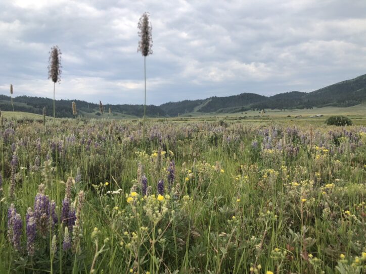 Blackfoot river wildlife management area