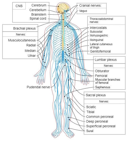 Nervous System diagram