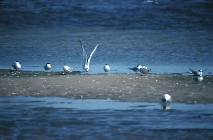 Photo of birds on a sandbar