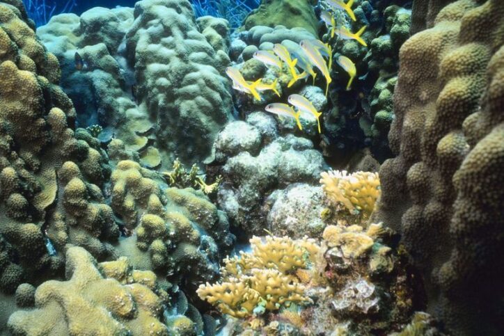 Photo of a coral reef