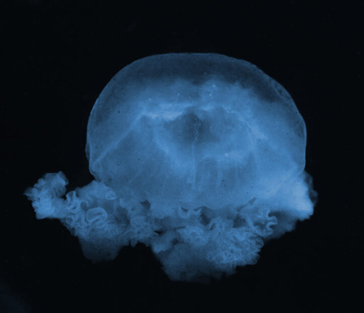 Photo deep sea jellyfish