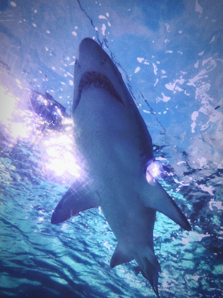 Shark swimming