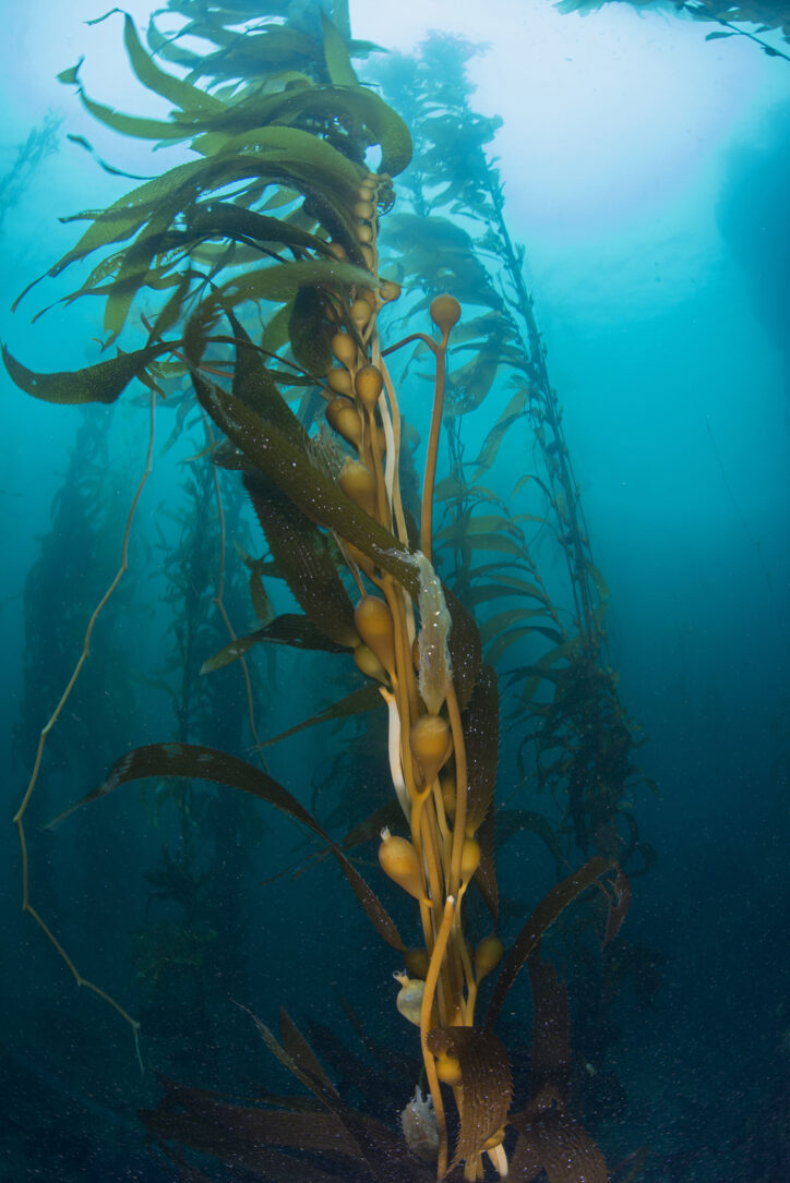 Photo of underwater kelp forest