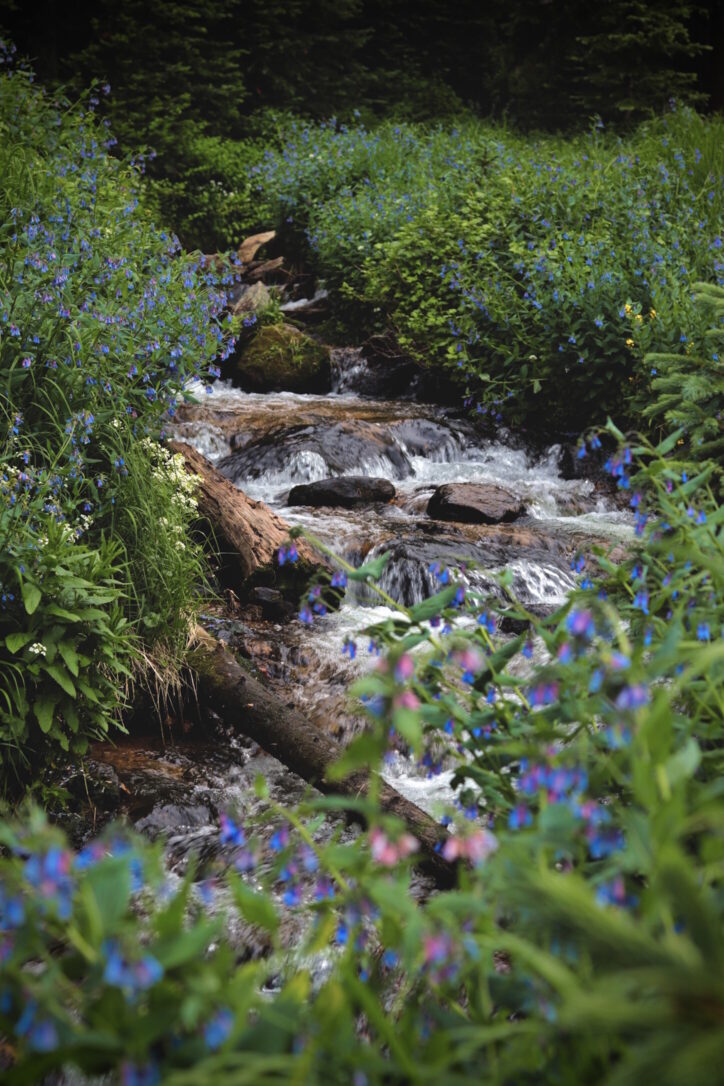 Mountain Creek With Flowers