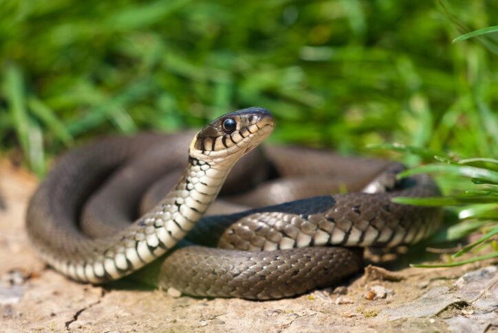 Coiled Grass Snake playing dead by lying upside down with