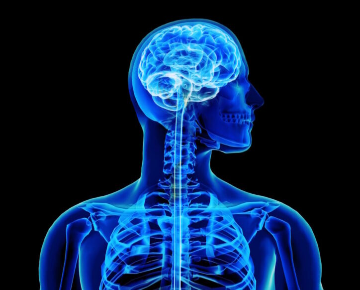 X ray with brain and spinal cord