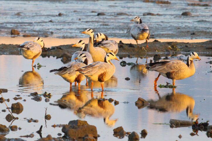 Wetland birds