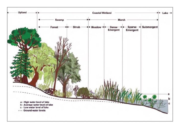 Wetland plant composition