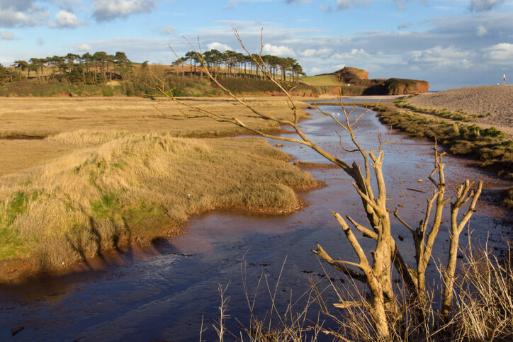 Estuarine Wetlands