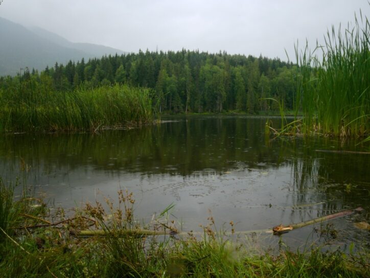 Lacustrine Wetlands