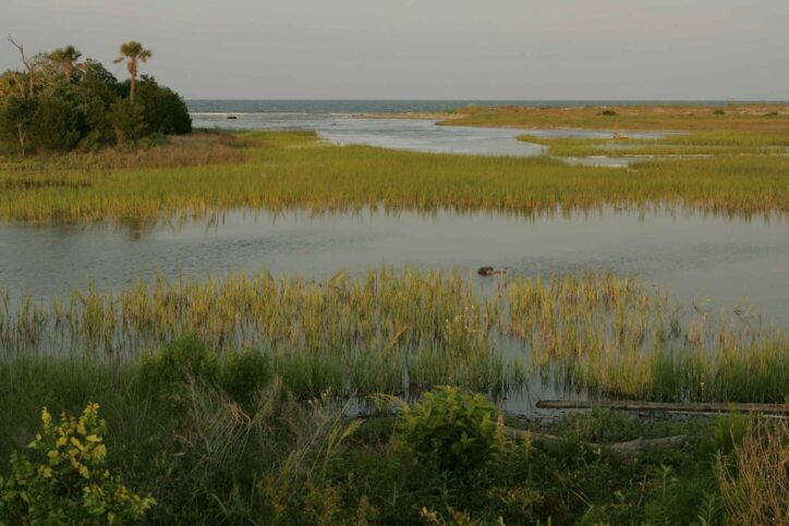 Marine Wetlands